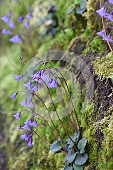 Mountain tassel-flower Soldanella montana in natural habitat photo